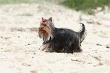 YORKSHIRE TERRIER 061